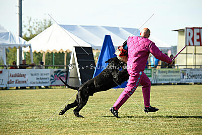 Spider Silas Goldest Danubius