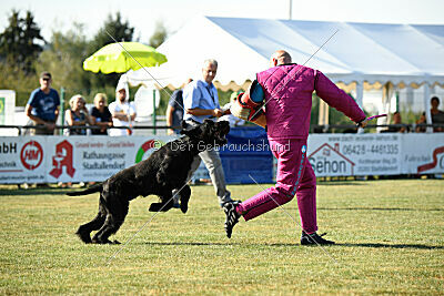 Spider Silas Goldest Danubius