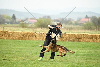 Storm Marinchuk K-9