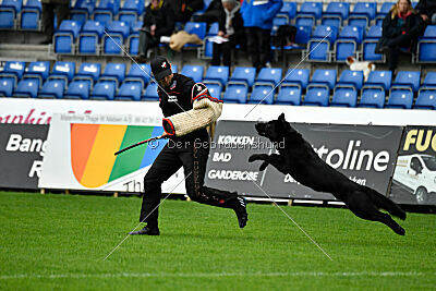 T-Lothar vom Hause Meraner