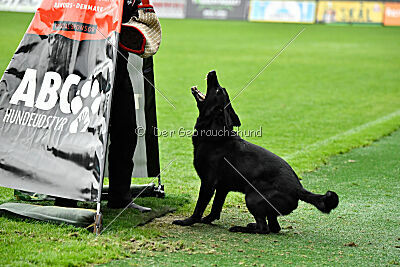 T-Lothar vom Hause Meraner