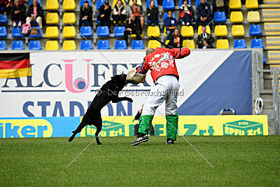 T-Lothar vom Hause Meraner
