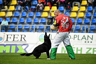 T-Lothar vom Hause Meraner