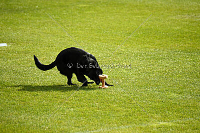 T-Lothar vom Hause Meraner