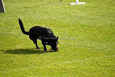 T-Lothar vom Hause Meraner