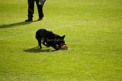 T-Lothar vom Hause Meraner