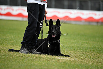 T-Lothar vom Hause Meraner