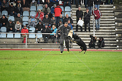 Taro von den Wölfen