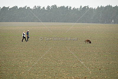 Thais out of Nastravik