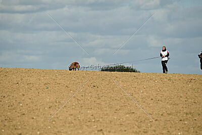 Thais out of Nastravik