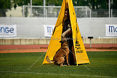 Thorr vom Hause Verda's