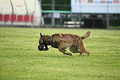 Thorr vom Hause Verda's