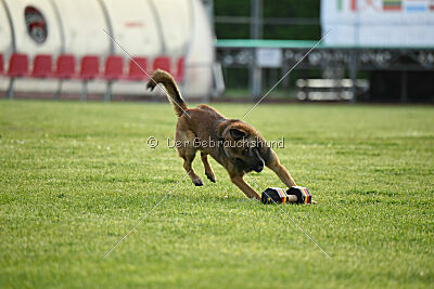 Thorr vom Hause Verda's