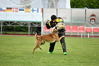 Thorr vom Hause Verda's