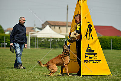 Thorr vom Hause Verda's