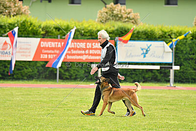 Thorr vom Hause Verda's