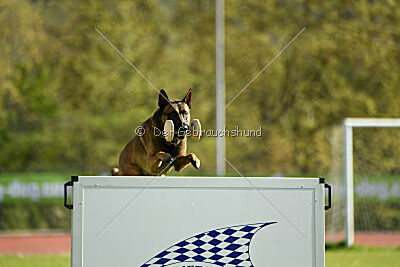 Tibsy Tore's Working Dogs