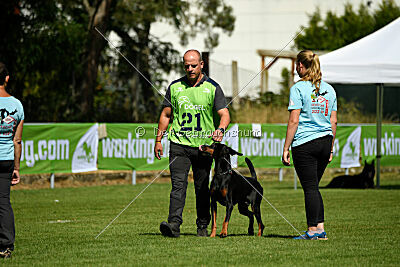 Tribun vom Hellerwald