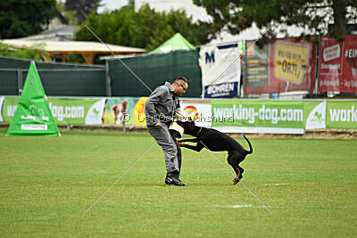 Tribun vom Hellerwald