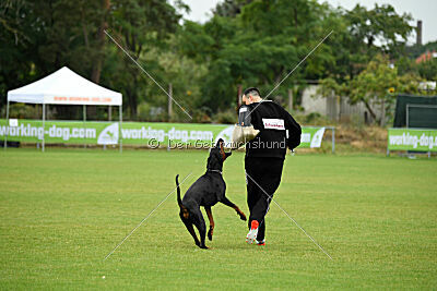 Tribun vom Hellerwald