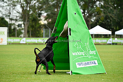 Tribun vom Hellerwald