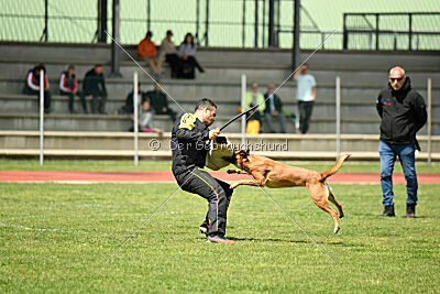 Tyrannens Galna Grymma