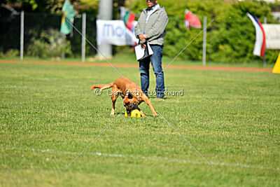 Tyrannens Galna Grymma