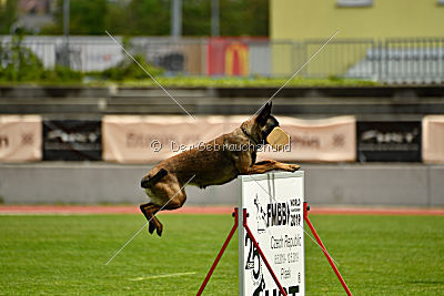 Ullhedens Älskade Asta