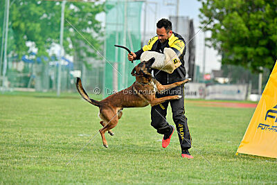 Urbancanines Hunter