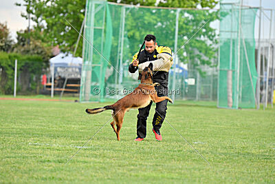 Urbancanines Hunter