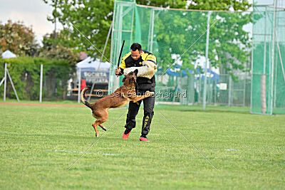 Urbancanines Hunter