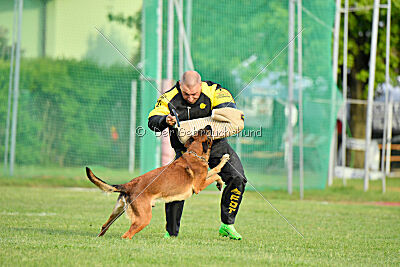 Urbancanines Hunter