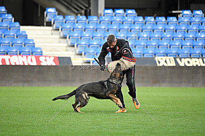 Viper z Nového Draka