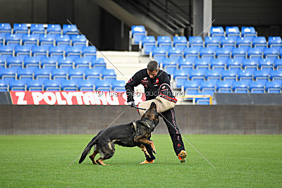 Viper z Nového Draka