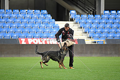 Viper z Nového Draka