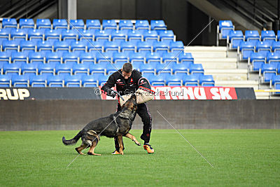 Viper z Nového Draka