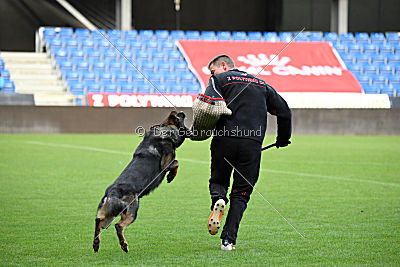 Viper z Nového Draka