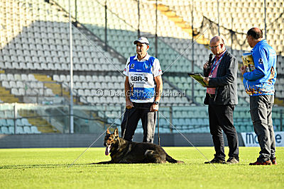 Viper z Nového Draka