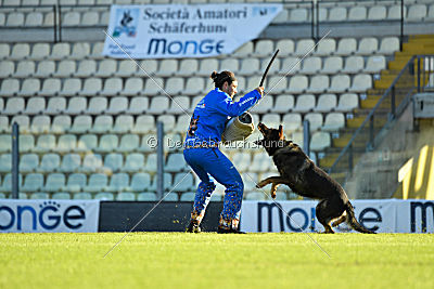 Viper z Nového Draka