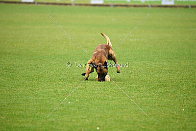 Vito vom Holzhäuser Flur