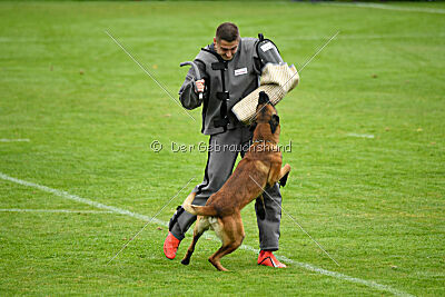 Vito vom Holzhäuser Flur