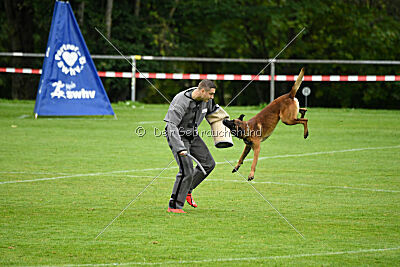 Vito vom Holzhäuser Flur