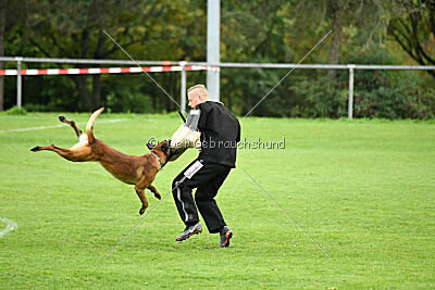 Vito vom Holzhäuser Flur