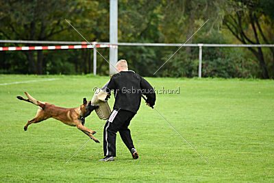 Vito vom Holzhäuser Flur