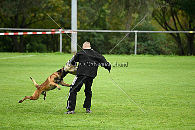 Vito vom Holzhäuser Flur