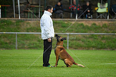 Vito vom Holzhäuser Flur