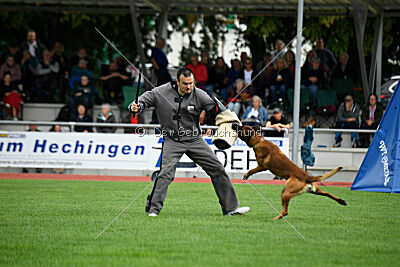 Vito vom Holzhäuser Flur