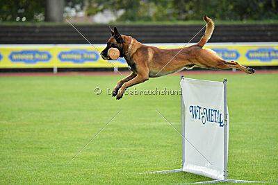 Vito vom Holzhäuser Flur