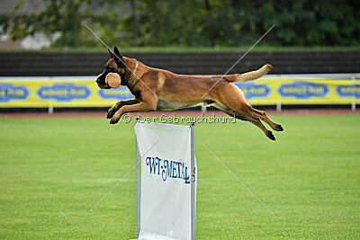 Vito vom Holzhäuser Flur