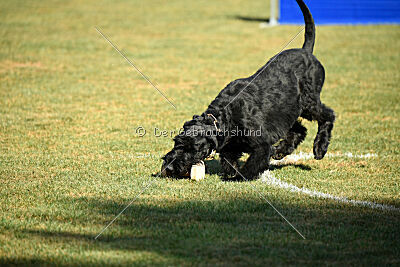 Vivo Beck's vom Beisetal